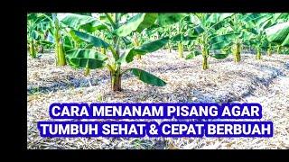 Cara Menanam  Pohon Pisang Yang Baik dan Benar Agar Tumbuh Sehat Dan Cepat Berbuah