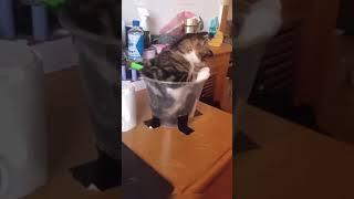 cute baby  baby cat cute cat baby boom boom cute baby video #shortvideo