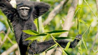 How Fast Can Gibbons Swing Through the Forest?