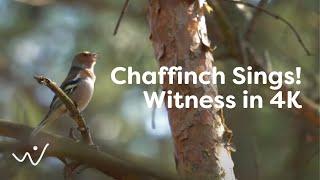 Chaffinch Birdsong - Listen to the Melodic Calls  Nature Sounds for Education & Relaxation  4K