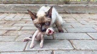 A men fed a stray mother cat for over a week and as a reward it brought its kittens to his shop