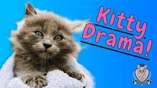 Kitten Ringworm AGAIN? Treat it Fast and Simple at Home