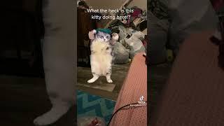 Me When I Wait For the Pokémon DLC Release With a Pecharunt #youtubeshorts #shorts #cat #dancingcat