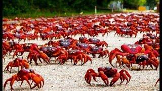 Rise of the crabs