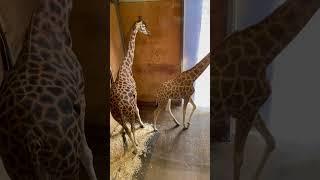 Giraffe  beautiful giraffes at @noahsarkzoofarm #zoo #giraffe #wildlife #nature #shorts
