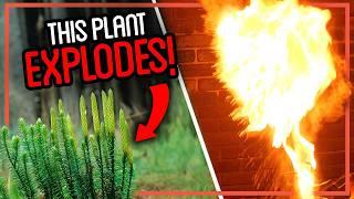 Was This EXPLOSIVE Plant Used to Take Photos?