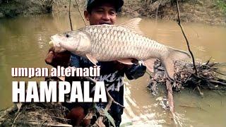 terbaru  umpan alternatif mancing hampala air keruh Agus Atoy