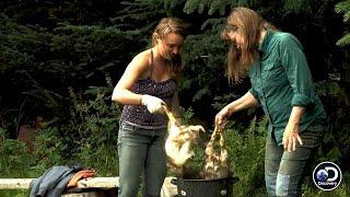 Women on the Frontier Butcher Their Own Chickens