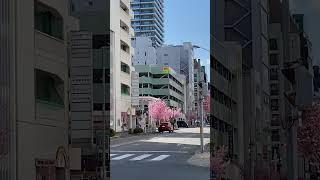 CEREZOS en Nagoya Japón #shorts #primavera #cerezos #japon