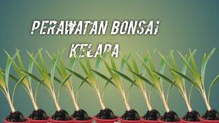 Proses awal Membuat bonsai kelapa