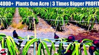 4000 Dragon Fruit plants in 1 Acre Double Triple 3X PROFIT NEW TECHNOLOGY