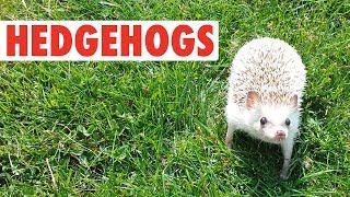 Happy Hedgehogs  Funny Pets Video Compilation