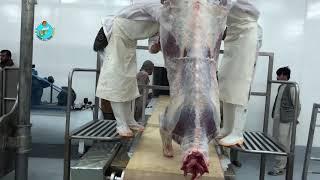 مراحل ذبح حیوان و پروسس گوشت در مسلخ مدرن کابل