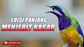 SPECIAL MASTERAN PANJANG KASAR MENJERIT COCOK UNTUK BURUNG KESAYANGAN