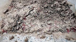 Unbelievable cleaning of dried mud on the carpet satisfying rug cleaningasmr