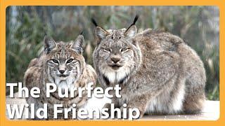 Beautiful Friendship Forms At Minnesota Wildcat Sanctuary