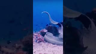 Territorial issue for survival  Eel vs Eel #shortsfeed #shortsvideo #shortvideo