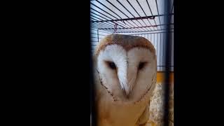 Liepsnotoji pelėda Tyto alba  Barn Owl