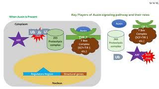 Auxin signaling pathway animation