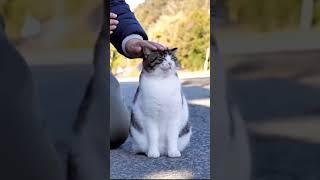 random video#cat #kucing #catlover #lol #videolucu #ngakak #lucu