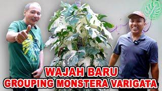 Wajah Baru - Grouping Monstera Varigata