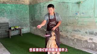 大型犬如何训练坐立？训犬师解锁训练小技巧，满满的干货合集