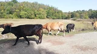 Стадо крави между селата Изгрев и Божевци - 04.10.2020 г.