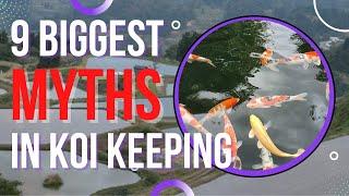 9 Koi Fish Keeping Myths You May Not Know