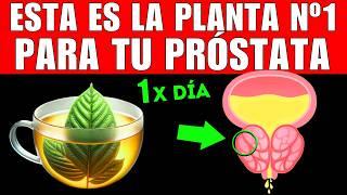 PLANTA #1 que MEJORA tu PRÓSTATA CÓMO TOMARLA