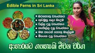 ආහාරයට ගත හැකි මීවන වර්ග.Edible ferns in Sri Lanka@traditionalfoodsandagro8736