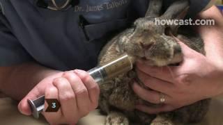 How to Find a Rabbit Veterinarian