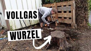 Baumwurzel aus Garten entfernen   Wir geben Vollgas  Kurzvideo 