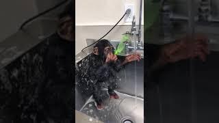 Monkey wash