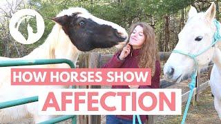 How Horses Show Affection to Humans