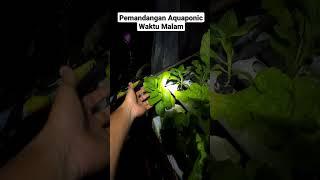 pemandangan Aquaponik Waktu Malam #shorts #short #aquaponics #aquaponicsystem #aquaponik #