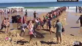 Как люди спасли акулу