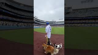Walking dogs from South Central to Dodgers Stadium. We have come a long way. From Pups in the Park.