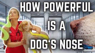 How Powerful is a Dogs Sense of Smell  Cancer Sniff Studies MUST WATCH