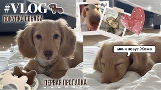 VLOG#1 ПОКУПКА СОБАКИ знакомство ПЕРВАЯ прогулка