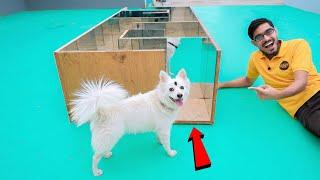 Dog In Mirror Maze  क्या कुत्ता भूलभुलैया में से निकल पायेगा? Very Surprising Results