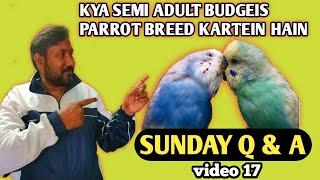Sunday Q & A Video 17  kya semi adult budgeis breed kar sakte hain?
