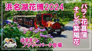 【浜名湖花博2024】バラ・花菖蒲、そして紫陽花。撮影61（土）フラワーパーク会場の最新情報です。