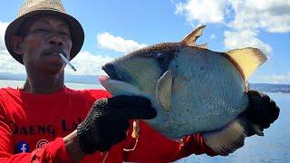 Giant Trigger fish Catch And Cook nikmatnya tinggal di pesisir makan full nutrisi