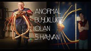 Anormal Büyüklükte Olan 5 Hayvan