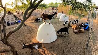 20 Minutes of Baby Goats
