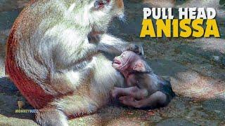 OMG Super Cry Poor Baby Monkey Anissa Very Hungry Cry Request Milk But Mum Anna Not Nursing