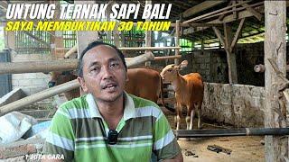 dari pengalaman saya 30 Tahun ternak sapi bali untungnya 2 kali lipat dari sapi Metal dan limosin