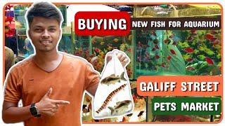 I Bought The Fish From Galif Street Pet Market । Galiff Street Fish Market Kolkata । Pets Vlogger