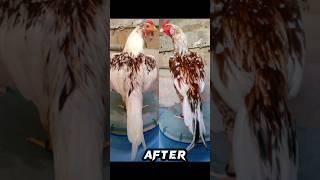 Aseel Chicks Before And After Aseel Blood Line  Shorts Video  #ytshort #aseel #beforeandafter
