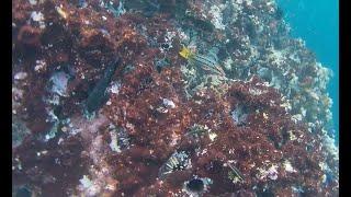 SNORKELING IN KIKER ROCK SAN CRISTOBAL GALAPAGOS ISLANDS